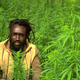 Illustration for article titled Jamaica Legalizes (Medical) Marijuana Decriminalizes All Weed